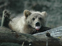 DSC 6205 adj  Go ahead, take my picture! Bear cub at the Wildlife Conservation area just outside Whittier, AK